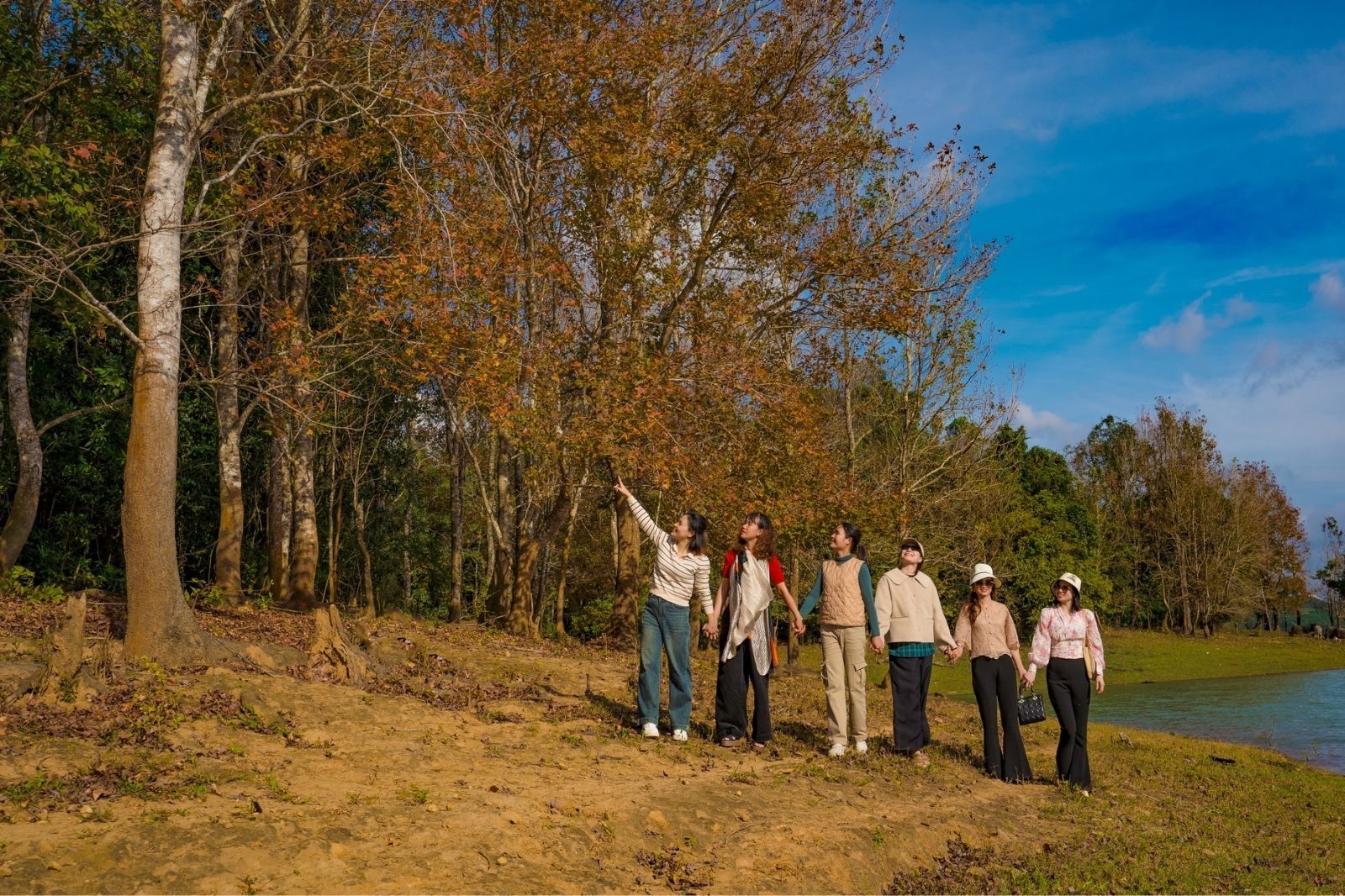 Không phải Hàn Quốc, Nhật Bản, đây là rừng phong ở Việt Nam: Du khách nhận xét 