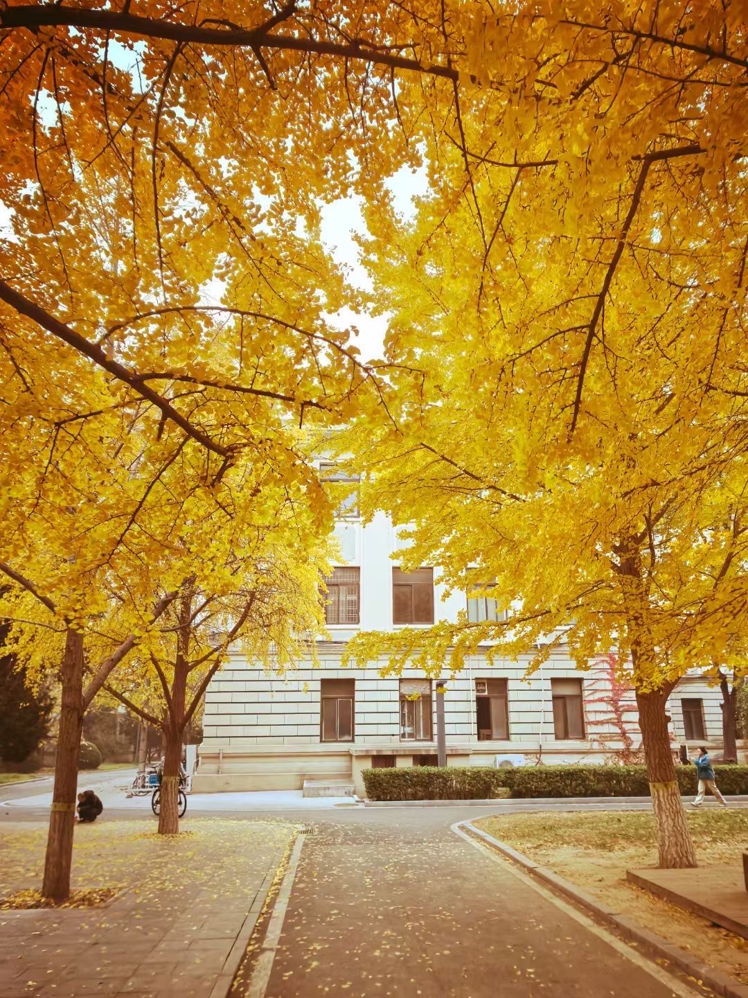 Có một ĐH được mệnh danh là "trường của những người nói tất cả thứ tiếng trên thế giới", khuôn viên mùa thu đẹp hơn phim- Ảnh 8.