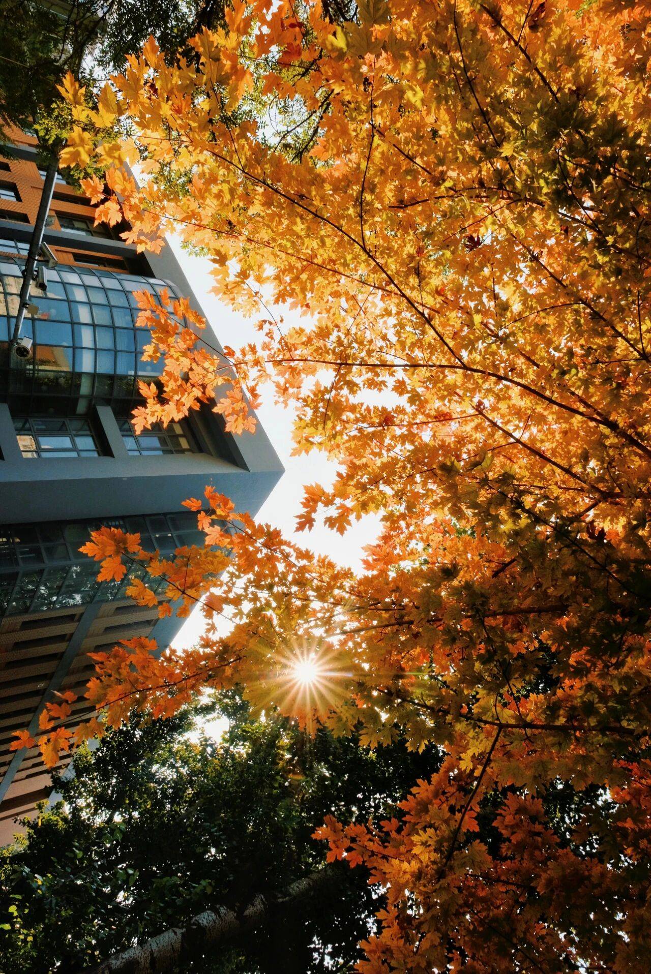 Có một ĐH được mệnh danh là "trường của những người nói tất cả thứ tiếng trên thế giới", khuôn viên mùa thu đẹp hơn phim- Ảnh 10.