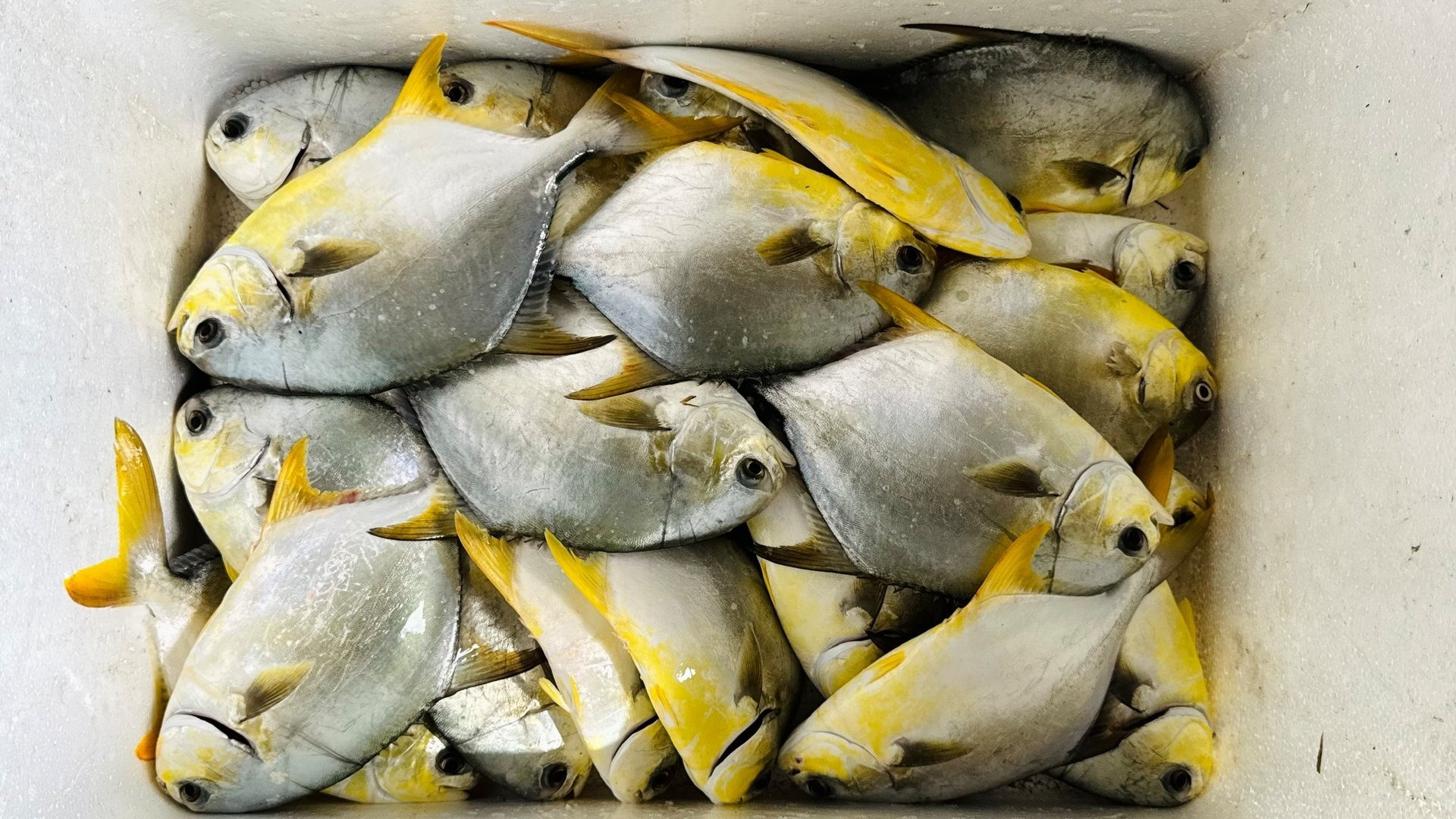 4 loại cá được mệnh danh là 