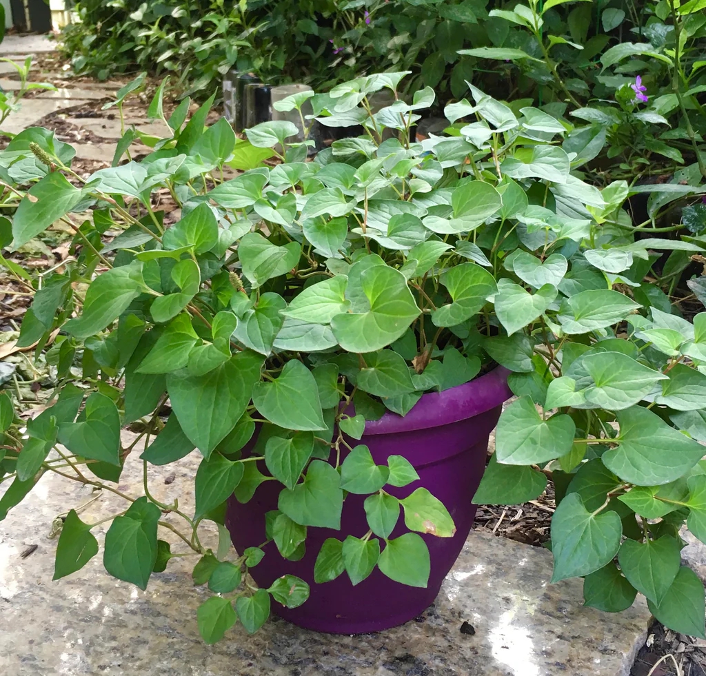 Loại rau người Trung Quốc ví là "rau thần": Mọc đầy Việt Nam nhưng nhiều người sợ không ăn- Ảnh 4.