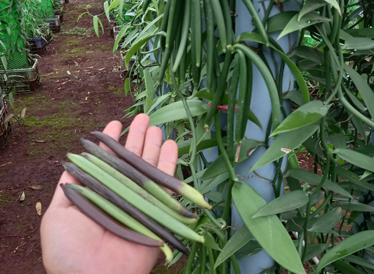 Cây “vô danh” bất ngờ thành đặc sản giá 15 triệu đồng/kg, Việt Nam cũng đã trồng thành công- Ảnh 2.