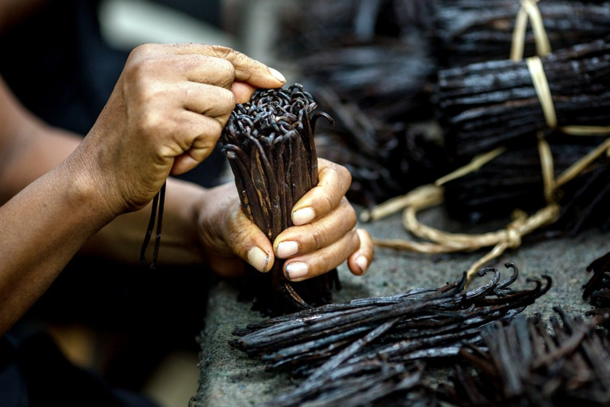 Cây “vô danh” bất ngờ thành đặc sản giá 15 triệu đồng/kg, Việt Nam cũng đã trồng thành công- Ảnh 3.