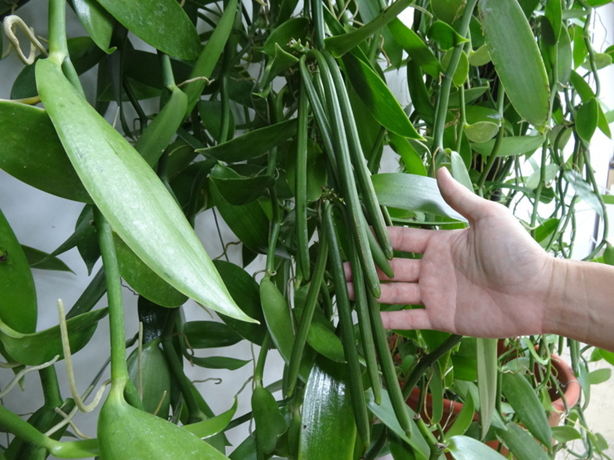 Cây “vô danh” bất ngờ thành đặc sản giá 15 triệu đồng/kg, Việt Nam cũng đã trồng thành công- Ảnh 1.