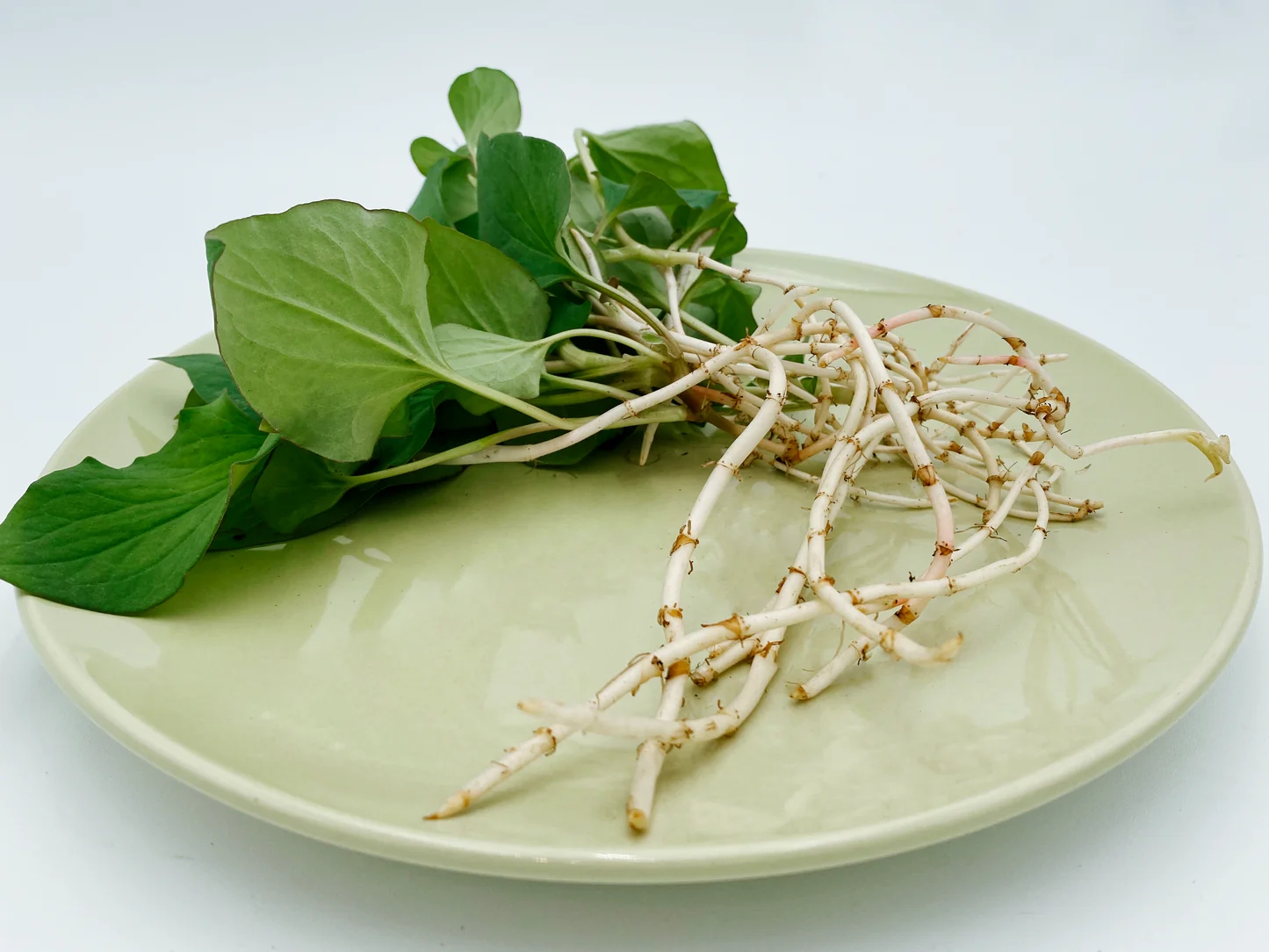 Loại rau người Trung Quốc ví là "rau thần": Mọc đầy Việt Nam nhưng nhiều người sợ không ăn- Ảnh 1.