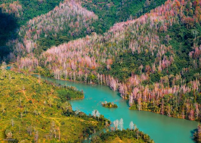 Không phải Hàn Quốc, Nhật Bản, đây là rừng phong ở Việt Nam: Du khách nhận xét 