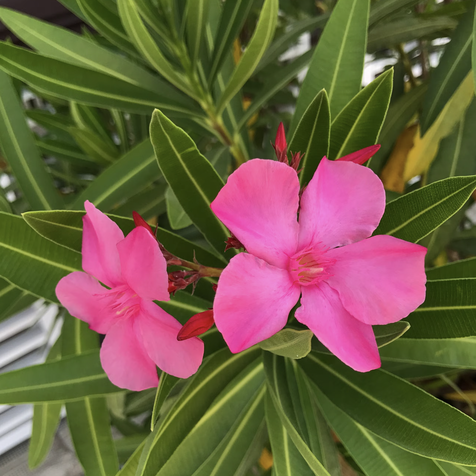 10 loại cây cực kỳ nguy hiểm, tuyệt đối không được trồng trong nhà, thậm chí ngoài sân- Ảnh 1.