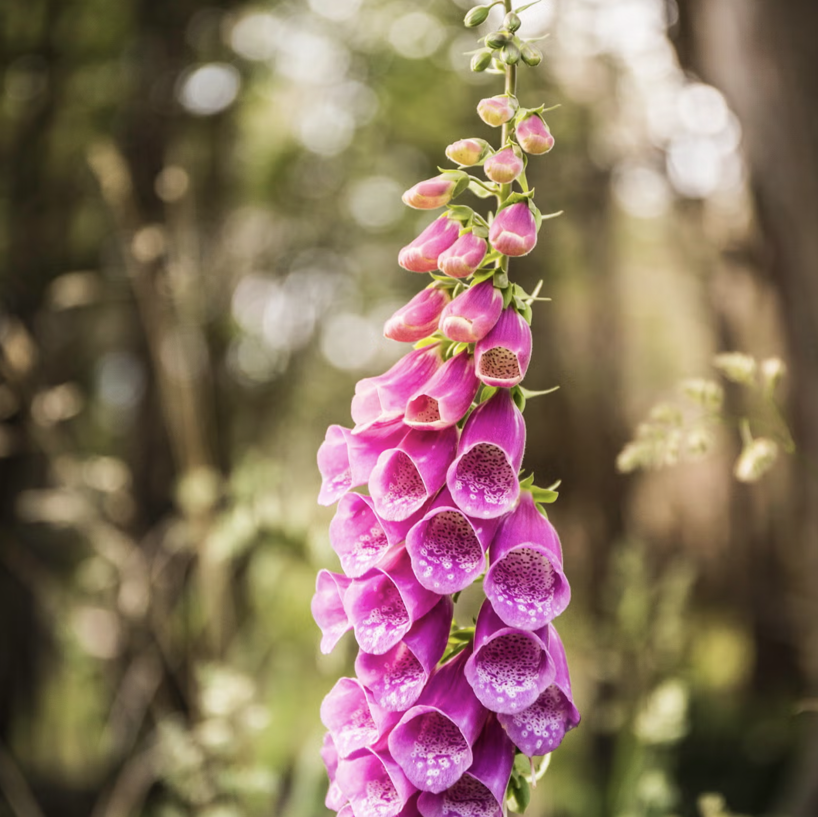 10 loại cây cực kỳ nguy hiểm, tuyệt đối không được trồng trong nhà, thậm chí ngoài sân- Ảnh 3.