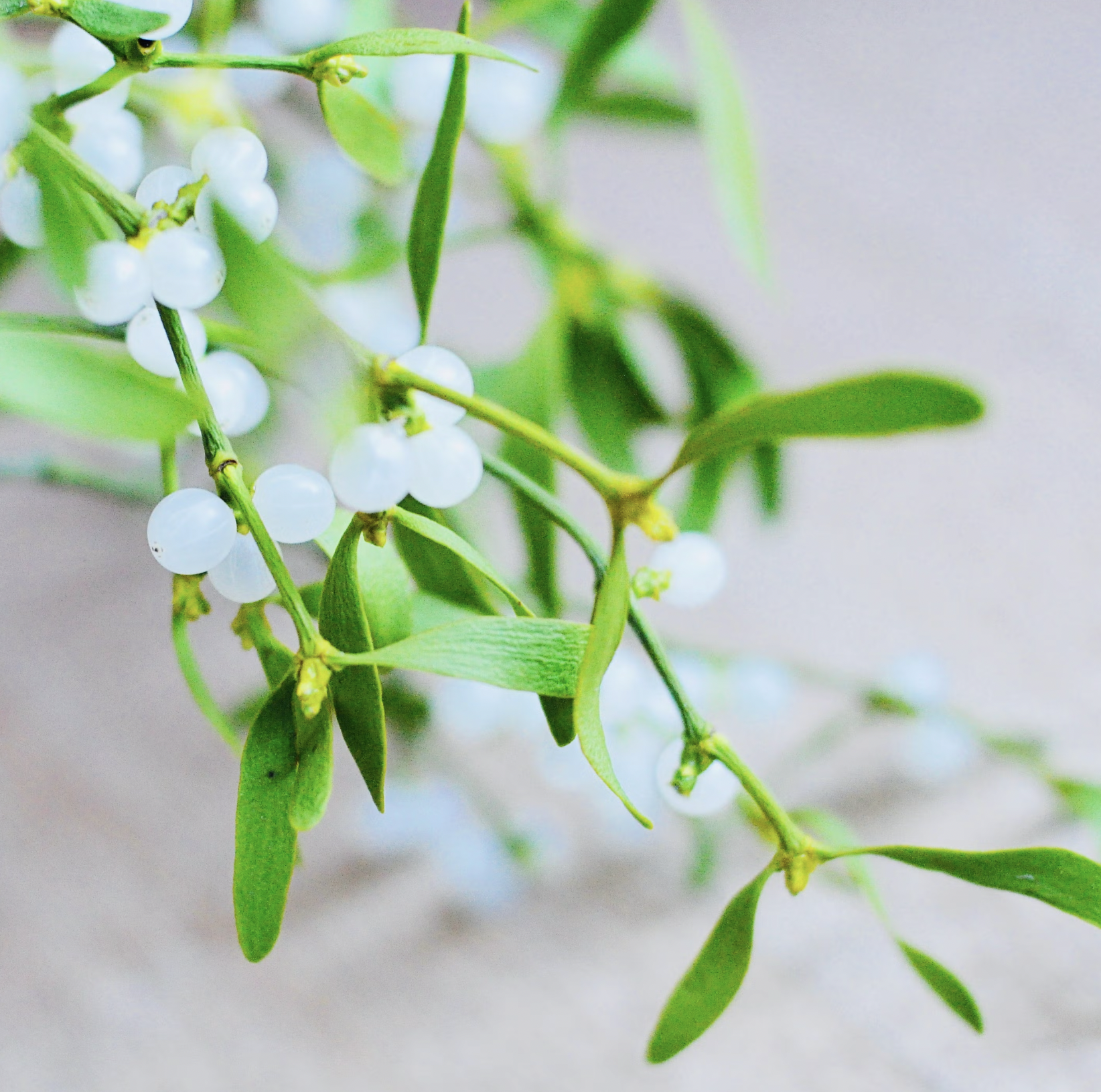 10 loại cây cực kỳ nguy hiểm, tuyệt đối không được trồng trong nhà, thậm chí ngoài sân- Ảnh 5.