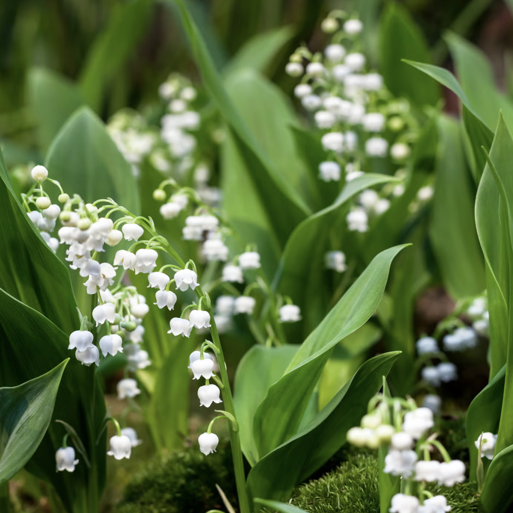 10 loại cây cực kỳ nguy hiểm, tuyệt đối không được trồng trong nhà, thậm chí ngoài sân- Ảnh 8.