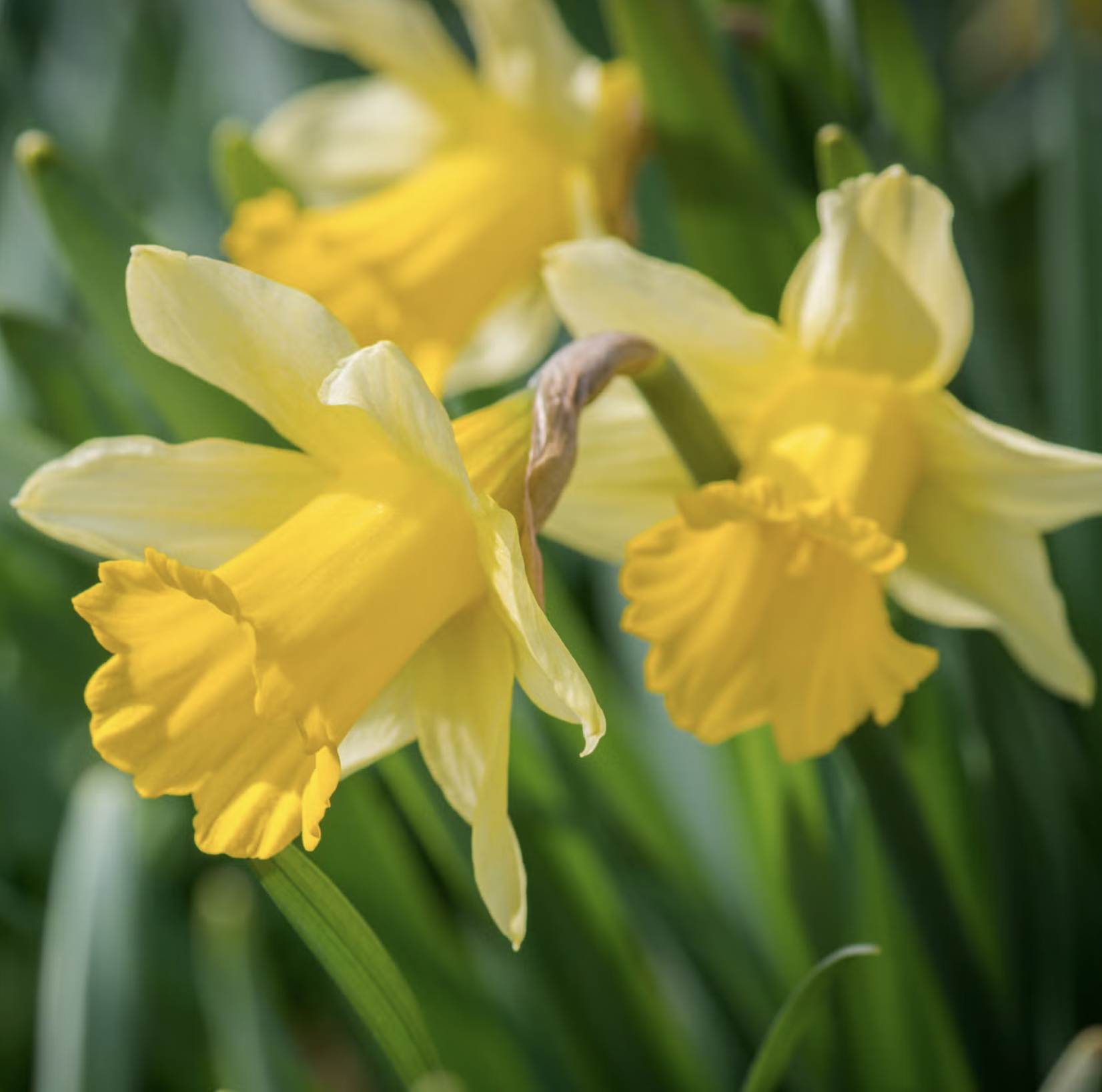 10 loại cây cực kỳ nguy hiểm, tuyệt đối không được trồng trong nhà, thậm chí ngoài sân- Ảnh 9.