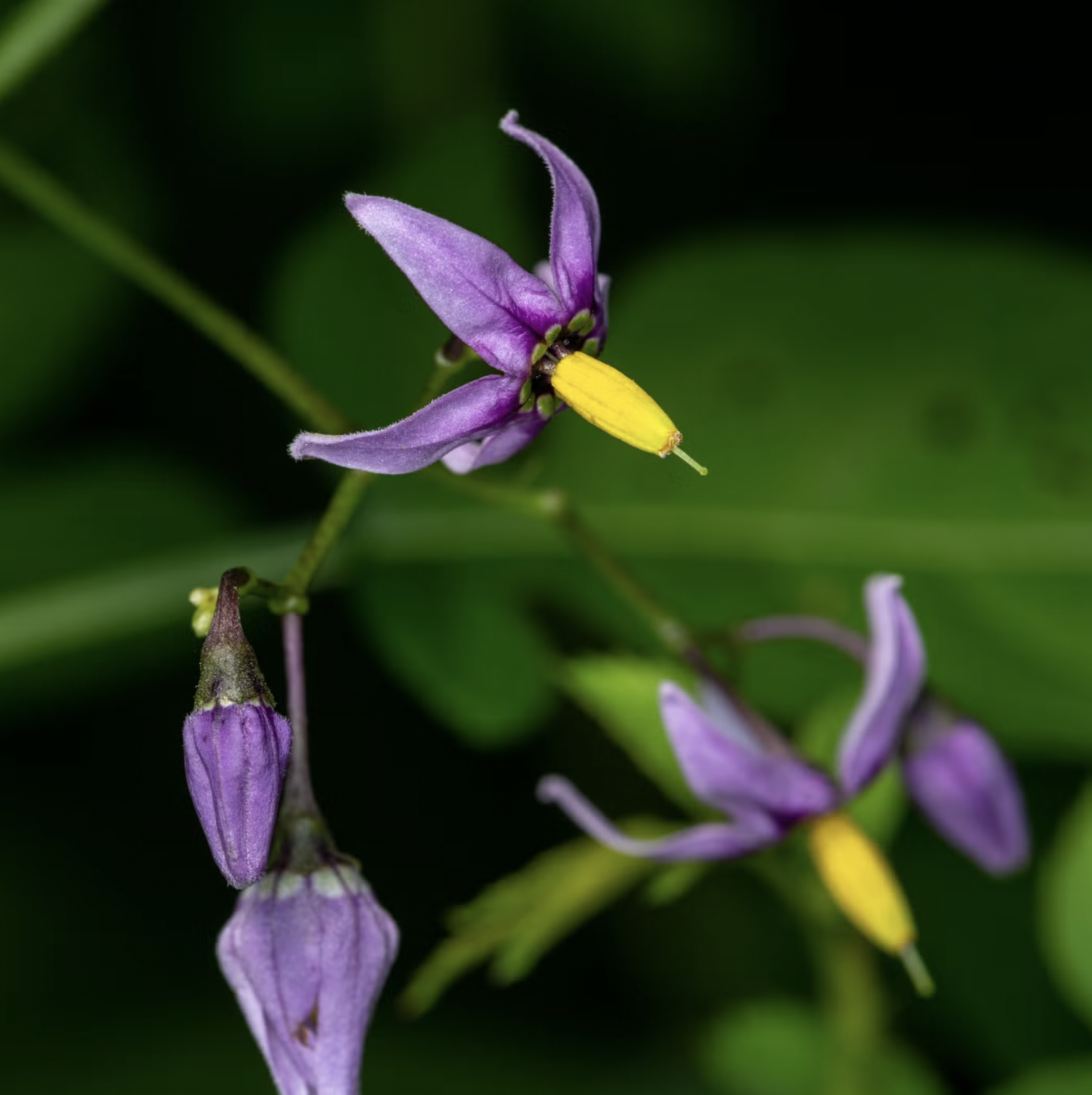 10 loại cây cực kỳ nguy hiểm, tuyệt đối không được trồng trong nhà, thậm chí ngoài sân- Ảnh 4.