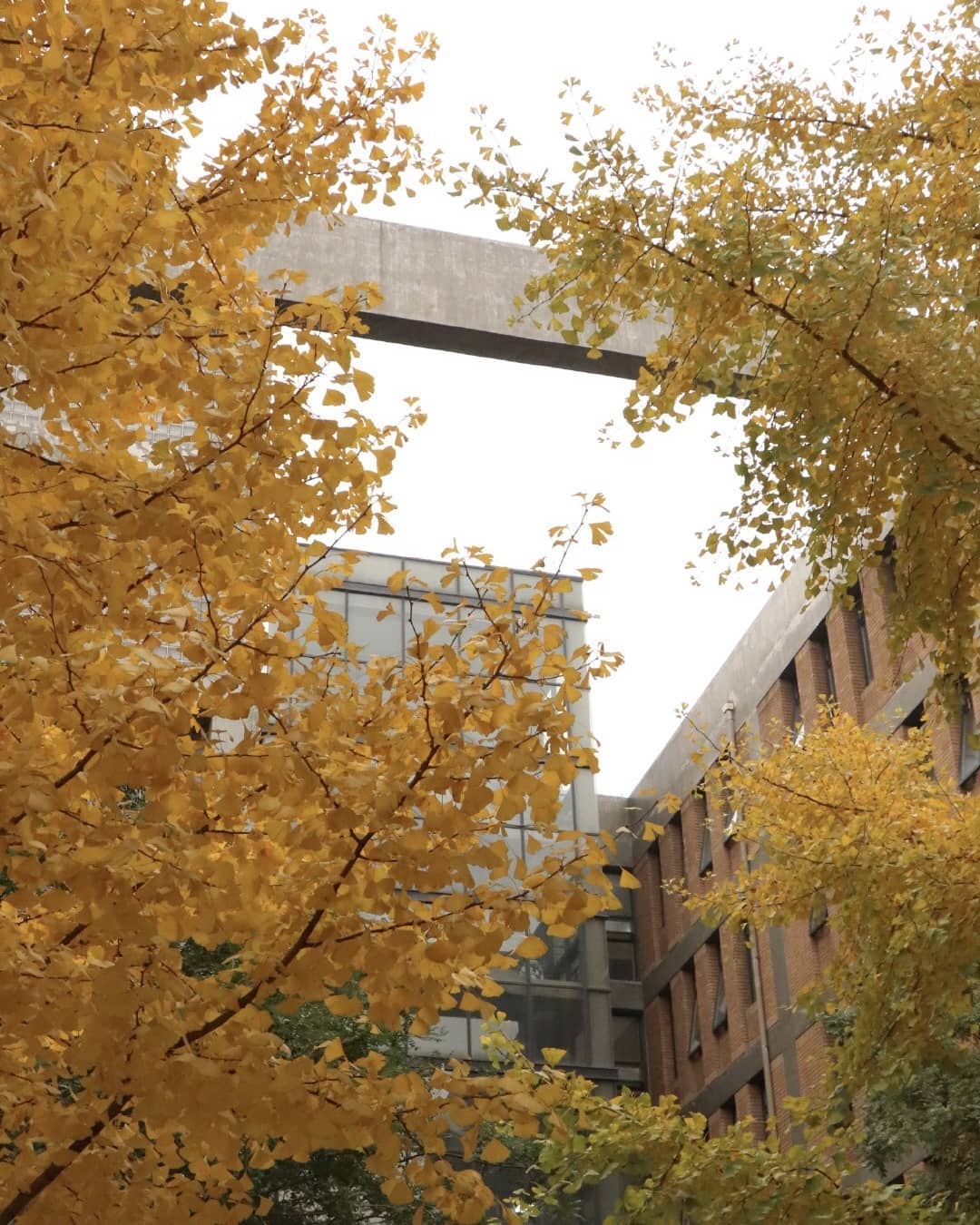 Có một ĐH được mệnh danh là "trường của những người nói tất cả thứ tiếng trên thế giới", khuôn viên mùa thu đẹp hơn phim- Ảnh 5.