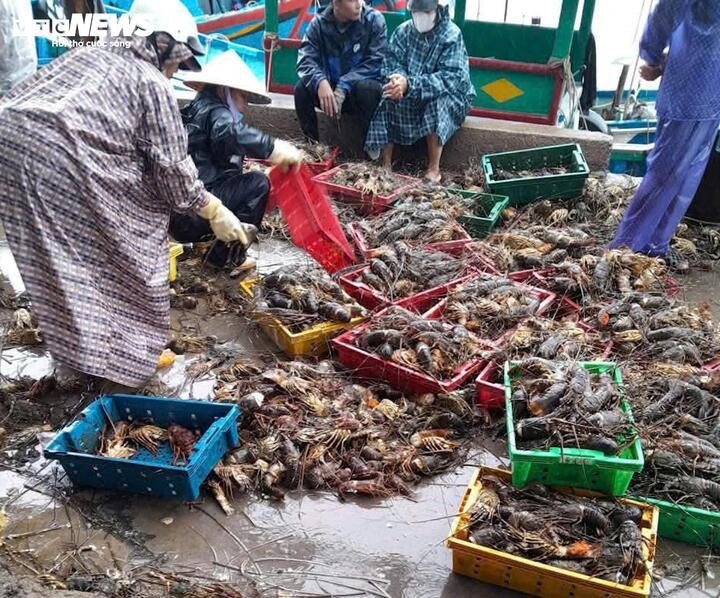 20 triệu con tôm hùm chết trong lũ, nghề nuôi tôm hùm ở Đắk Lắk “gần như xoá sổ”- Ảnh 2.