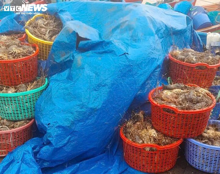20 triệu con tôm hùm chết trong lũ, nghề nuôi tôm hùm ở Đắk Lắk “gần như xoá sổ”- Ảnh 1.