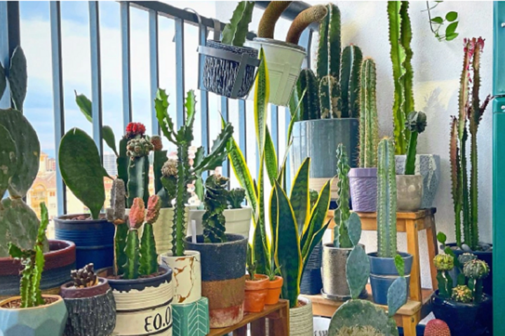 Những loại cây không nên trồng ở ban công theo quan niệm phong thủy- Ảnh 2.