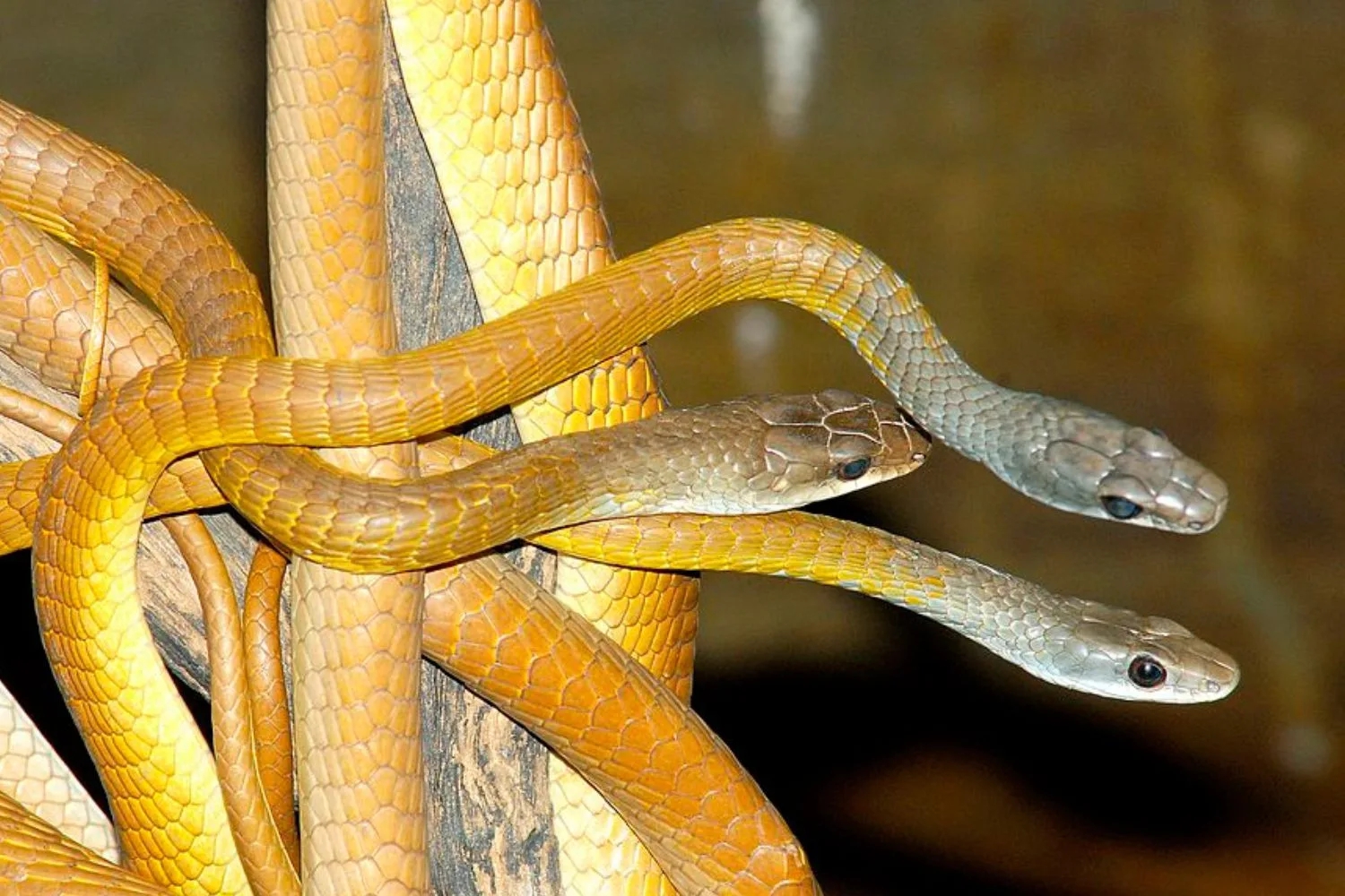 5 dấu hiệu trong sân vườn cho thấy có rắn đang trú ngụ nhưng nhiều người không biết- Ảnh 3.