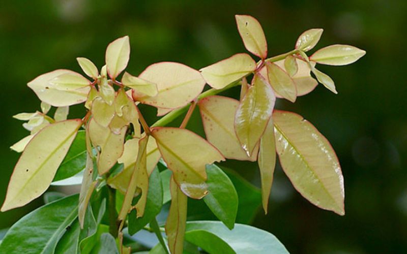 Loại lá dân dã bị quên lãng, nay khiến thực khách săn lùng vì vị ngon "lạ thường"- Ảnh 2.