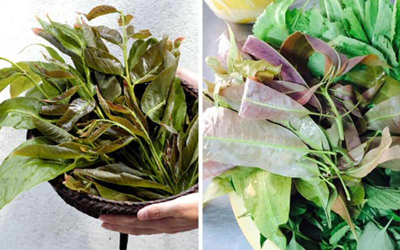 Loại lá dân dã bị quên lãng, nay khiến thực khách săn lùng vì vị ngon "lạ thường"- Ảnh 3.