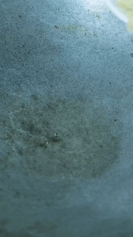 Thịt chuột đồng - món Thịt chuột đồng - món