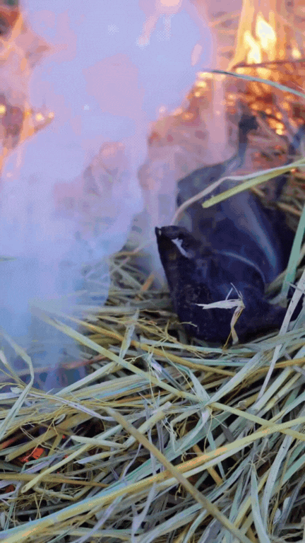 Thịt chuột đồng - món Thịt chuột đồng - món