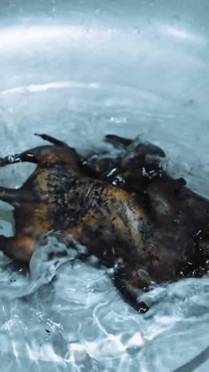 Thịt chuột đồng - món Thịt chuột đồng - món