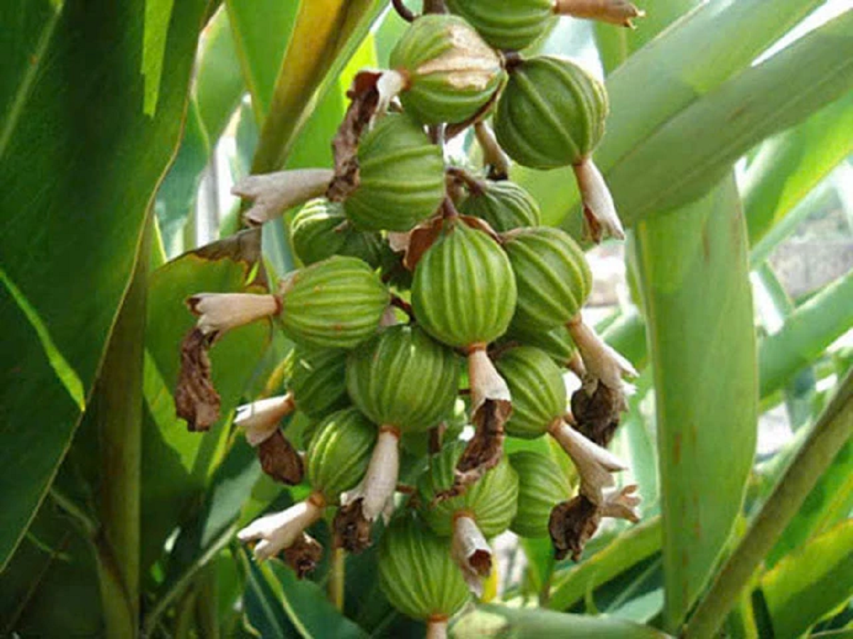 Loại hạt đắt đỏ bậc nhất thế giới, 2 triệu đồng/kg chỉ hơn 10 nước trồng được, ở Việt Nam cũng có- Ảnh 1.