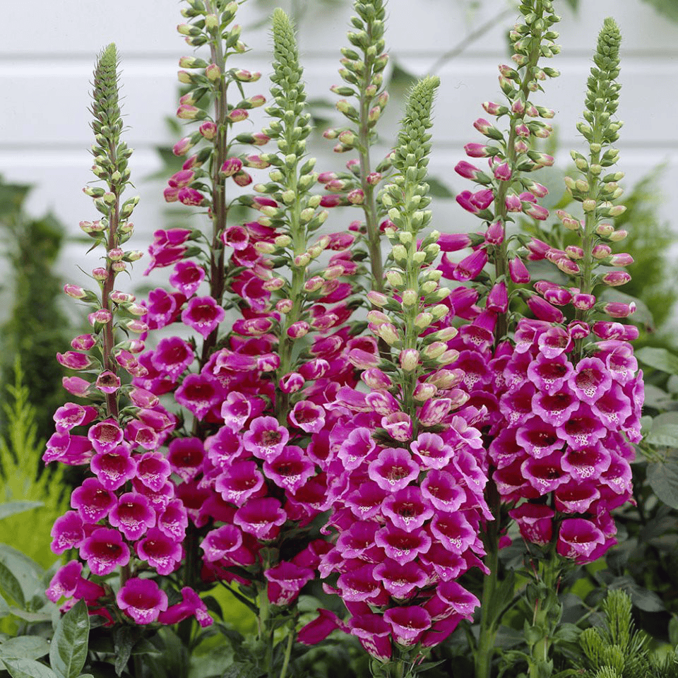 Không phải mê tín: Trồng 4 loại cây này trong nhà dễ “rước” họa vào thân, gây hại sức khoẻ còn tiêu tán tiền bạc- Ảnh 4.