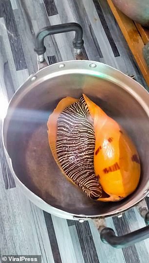 Đang ăn ốc luộc, người đàn ông bỗng nhiên đổi đời vì cắn trúng kho báu 8 tỷ ngay trong miệng- Ảnh 1.