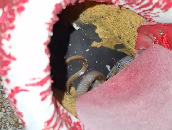 Nhìn vào trong giày, người phụ nữ sốc nặng khi thấy thứ đáng sợ- Ảnh 1.