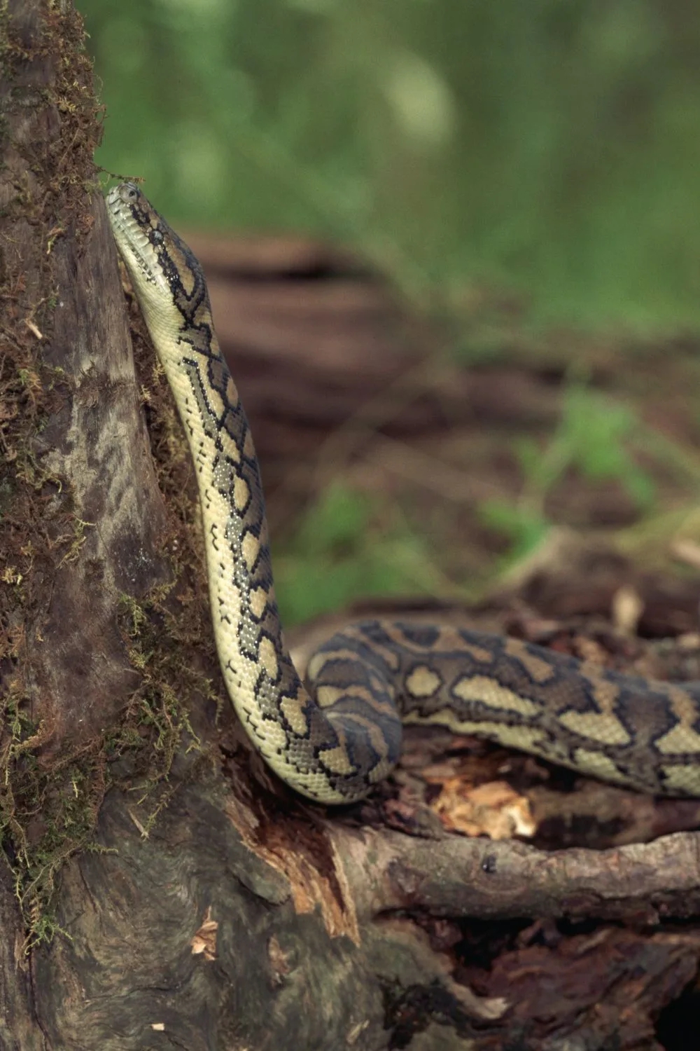 5 dấu hiệu trong sân vườn cho thấy có rắn đang trú ngụ nhưng nhiều người không biết- Ảnh 2.