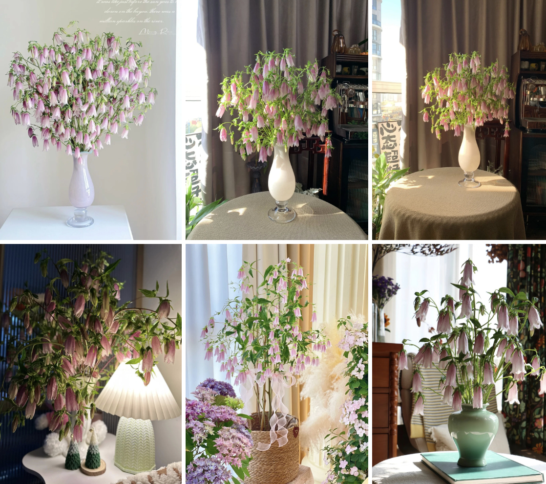 Tím lịm những chiếc “chuông gió” bé xíu: Loài hoa nhìn là muốn bưng cả bình về nhà chơi Tết- Ảnh 5.