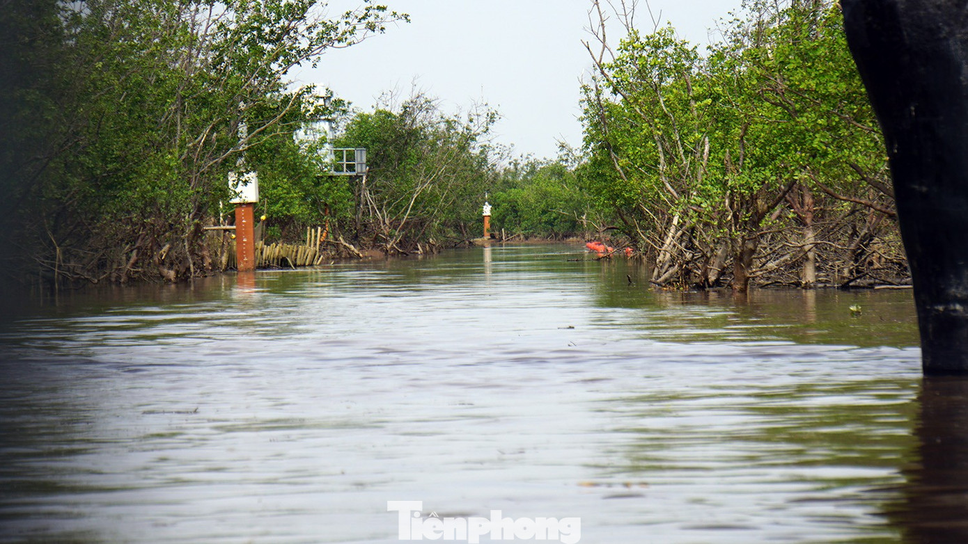 Du khách thích thú trải nghiệm rừng ngập mặn ở Đồ Sơn- Ảnh 8.