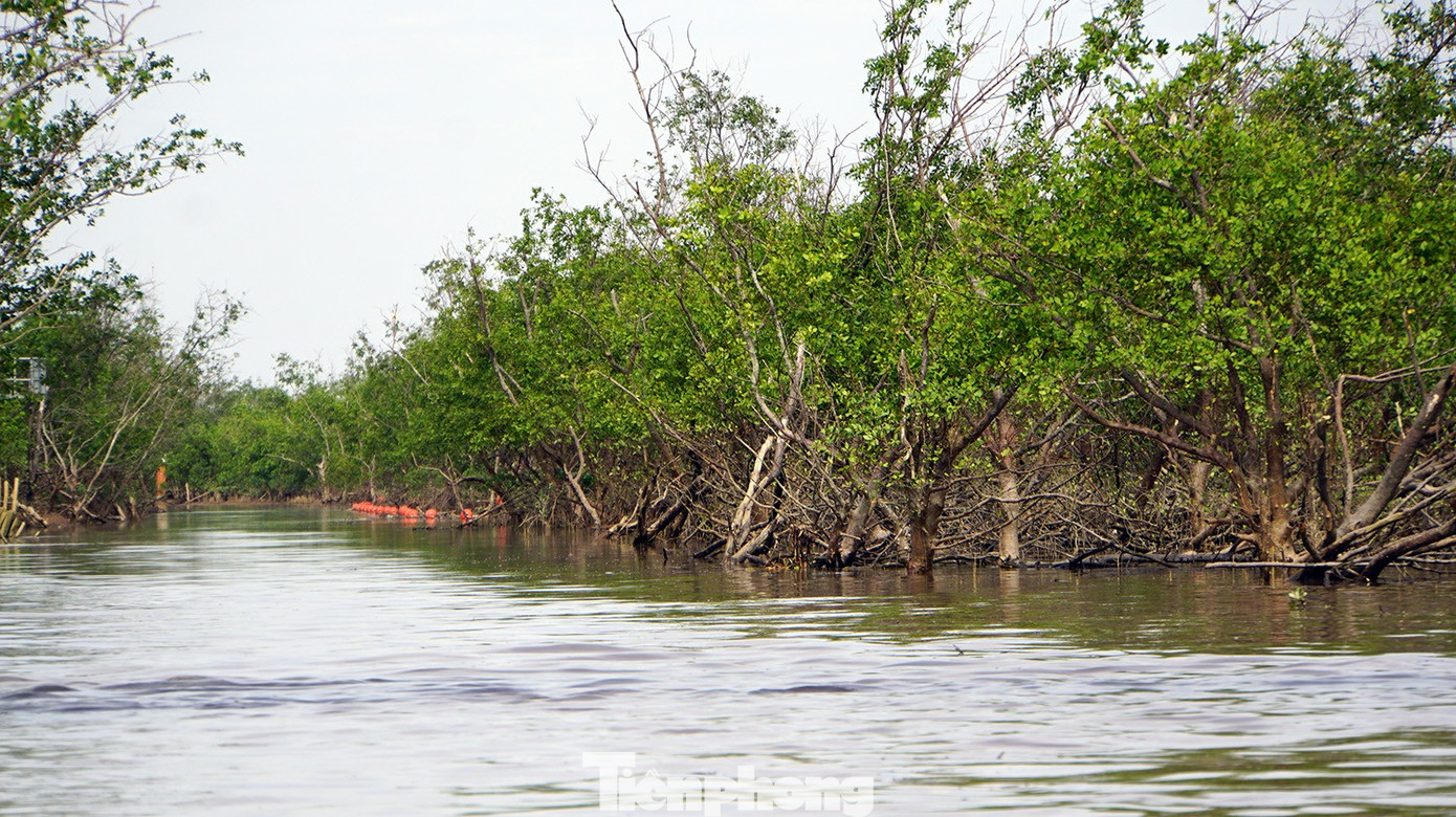 Du khách thích thú trải nghiệm rừng ngập mặn ở Đồ Sơn- Ảnh 10.