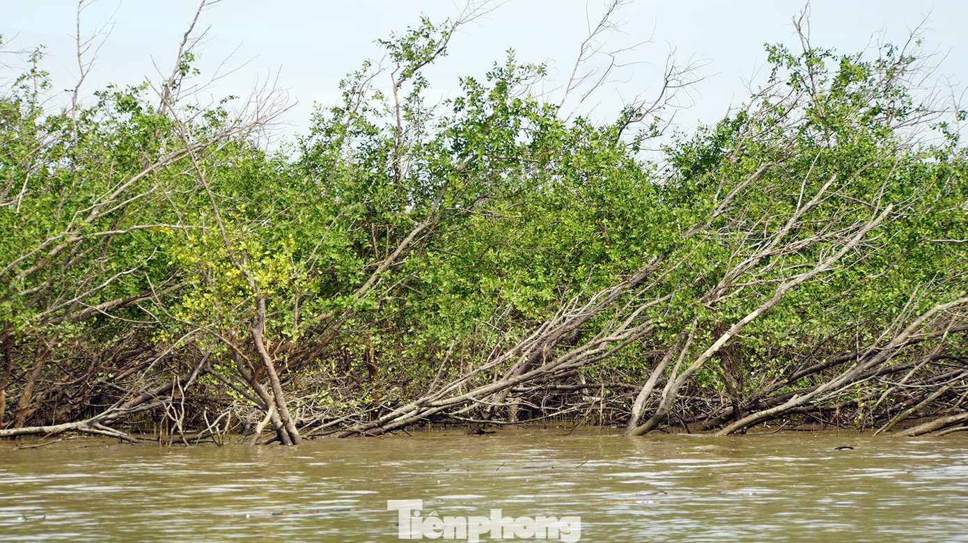 Du khách thích thú trải nghiệm rừng ngập mặn ở Đồ Sơn- Ảnh 9.