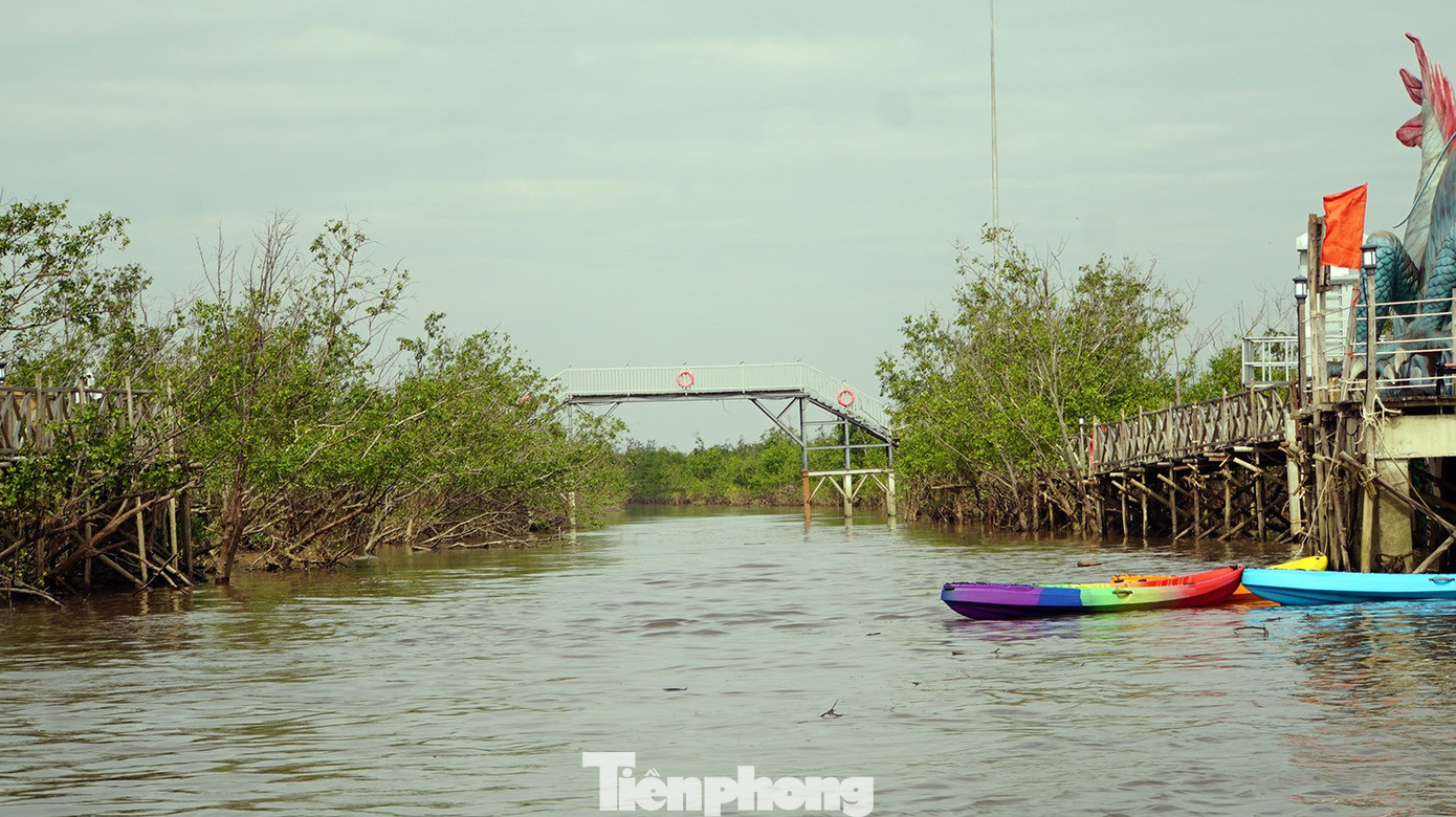 Du khách thích thú trải nghiệm rừng ngập mặn ở Đồ Sơn- Ảnh 16.