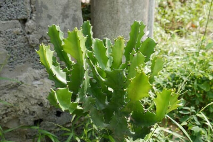 Không phải mê tín: Trồng 4 loại cây này trong nhà dễ “rước” họa vào thân, gây hại sức khoẻ còn tiêu tán tiền bạc- Ảnh 1.