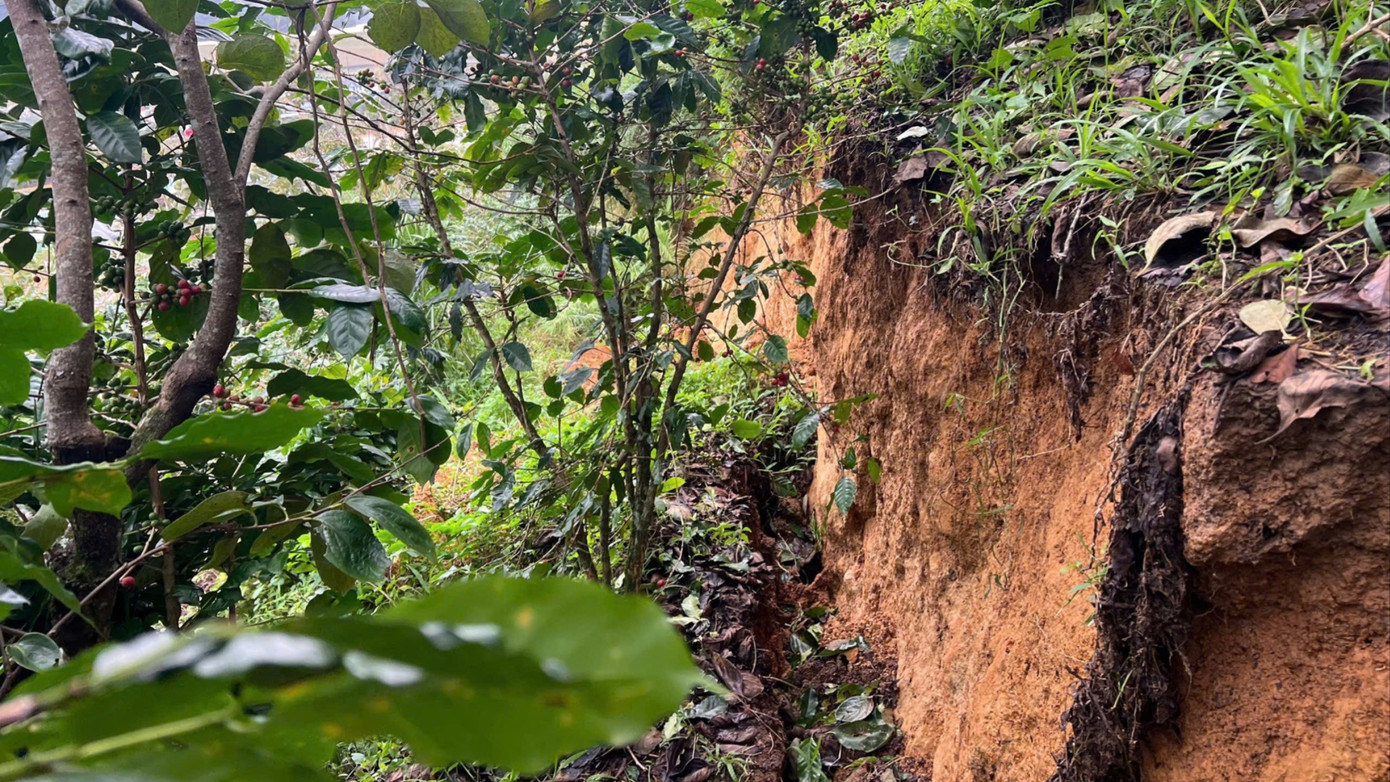 Quả đồi ở Lâm Đồng xuất hiện vết nứt dài hơn 100m, khẩn trương di dời người dân- Ảnh 1.