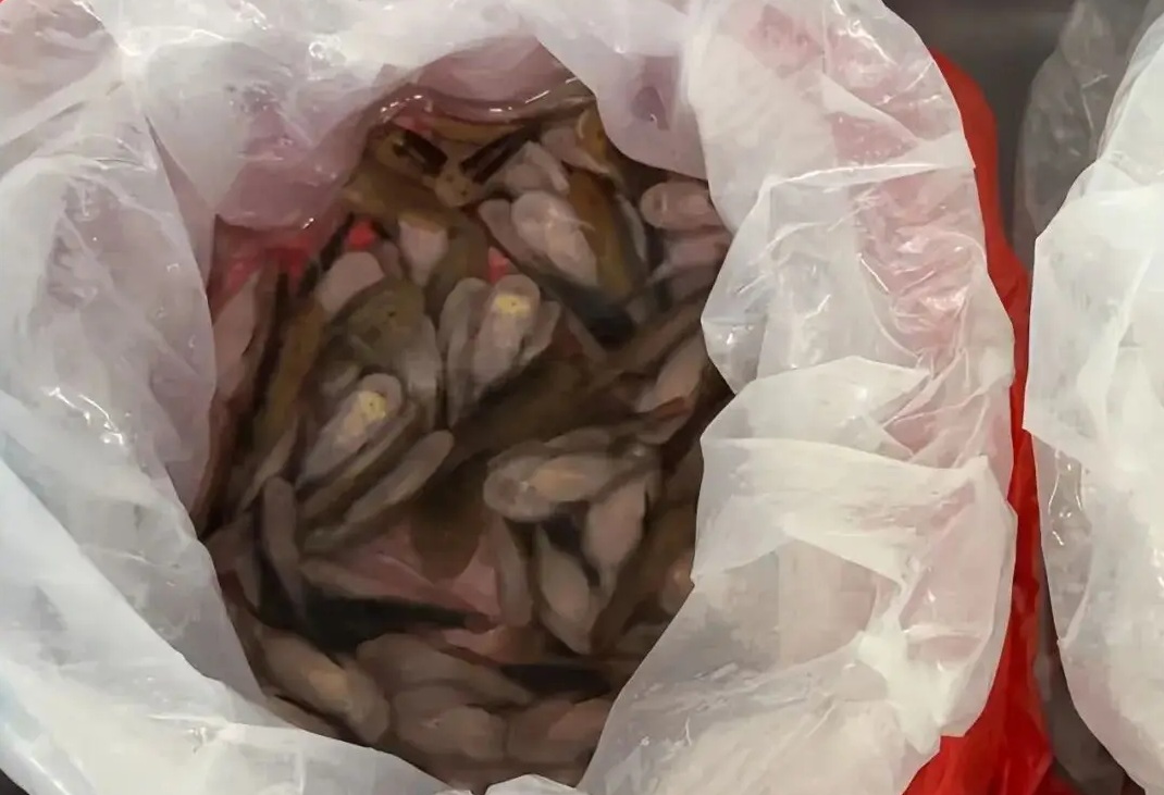 Không tin nổi: Cô gái mang hàng trăm con cá sống theo cách khó ai ngờ- Ảnh 2.