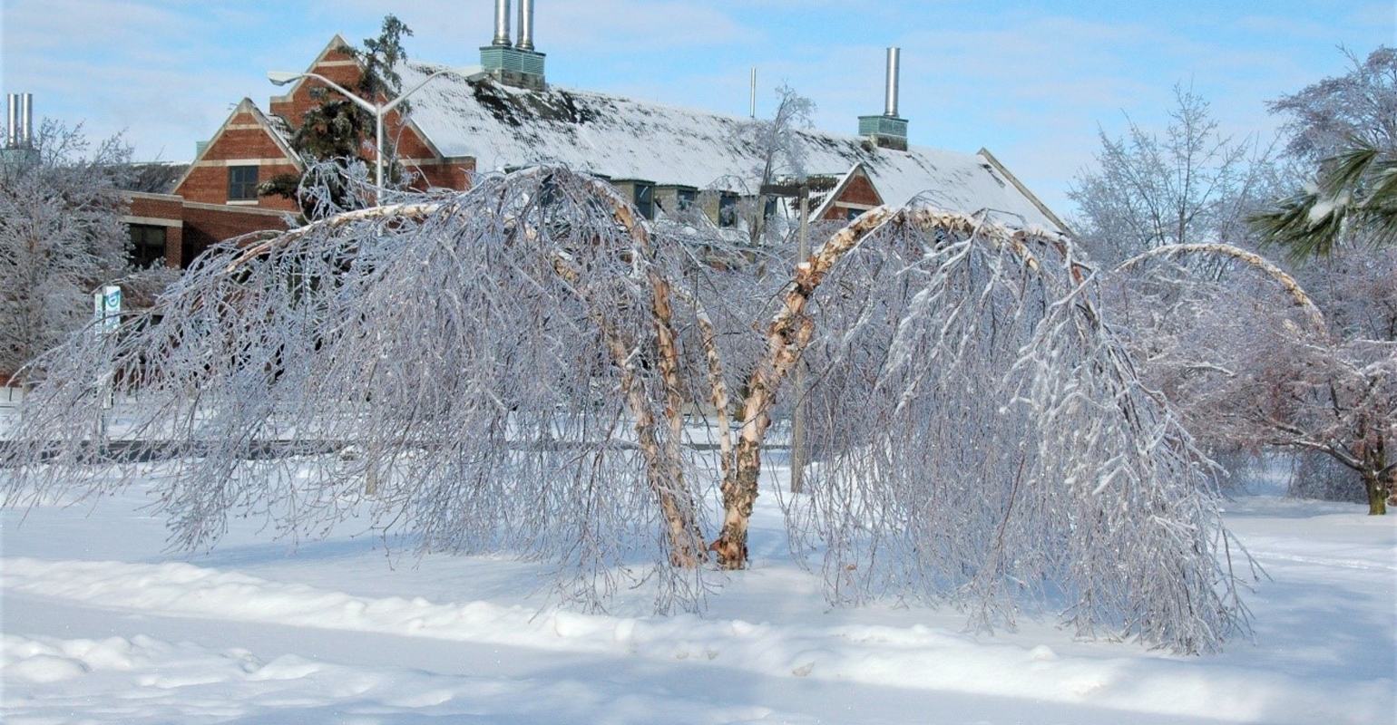 Tại sao cây bạch dương gần như không thể chết vì đóng băng?- Ảnh 2.