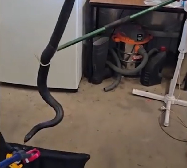 3 chỗ trong nhà rắn thích trú nhất- Ảnh 1.