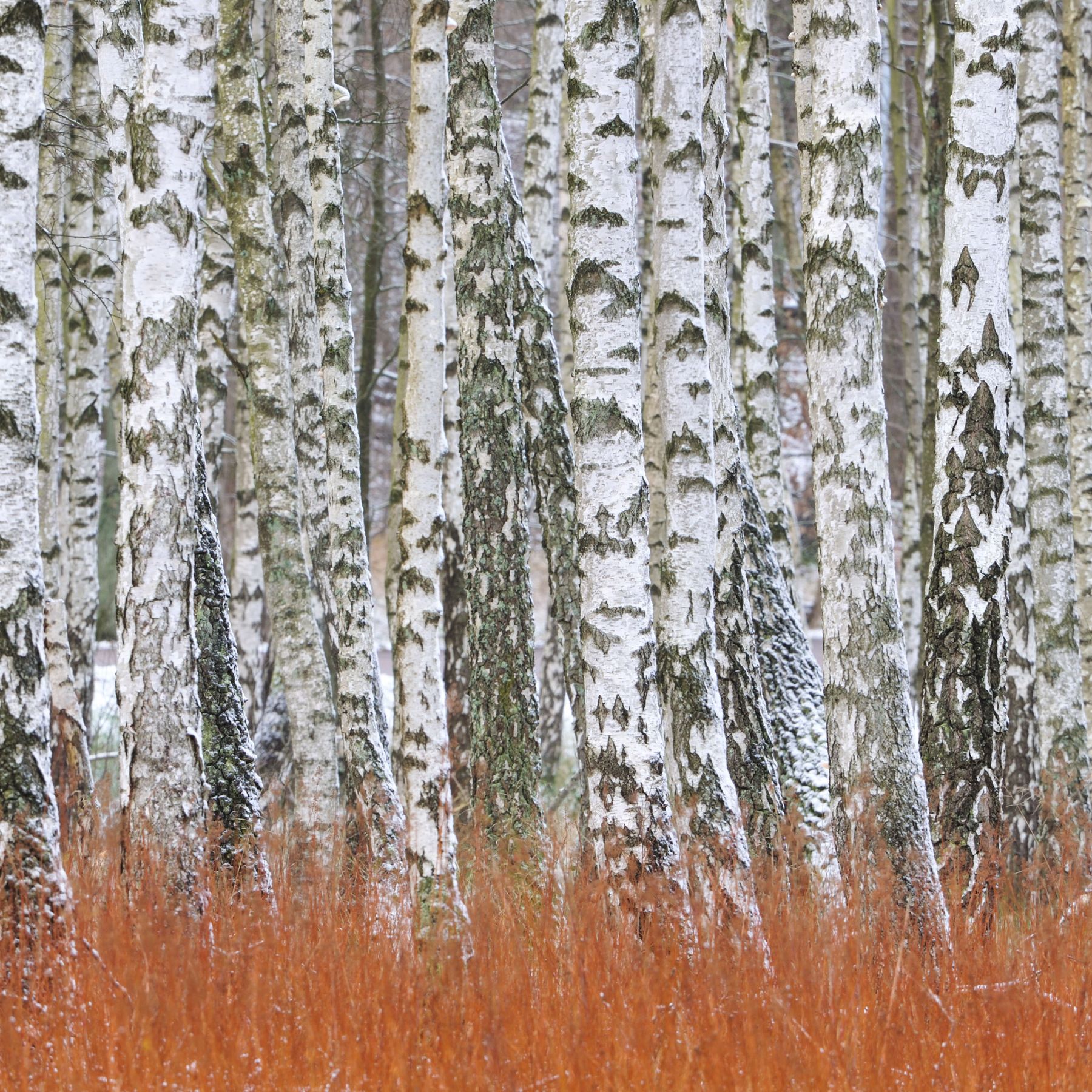 Tại sao cây bạch dương gần như không thể chết vì đóng băng?- Ảnh 1.