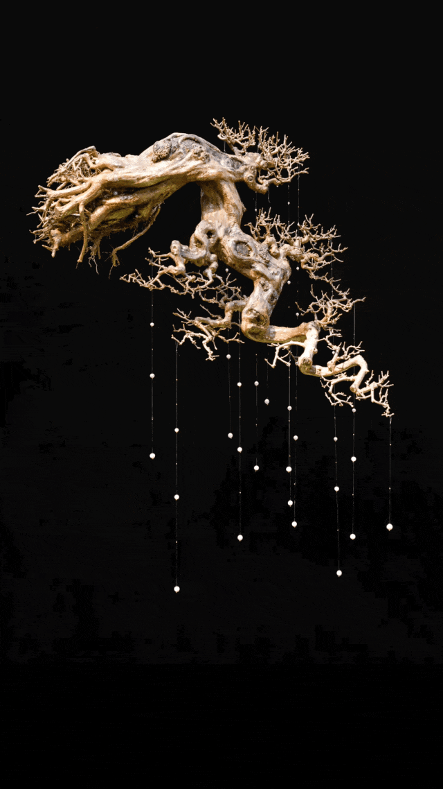 Người phụ nữ U50 bỏ việc lương cao về "chơi cây" với bố ung thư: Biến nghề bonsai ít ai biết thành sứ mệnh đời mình- Ảnh 6.