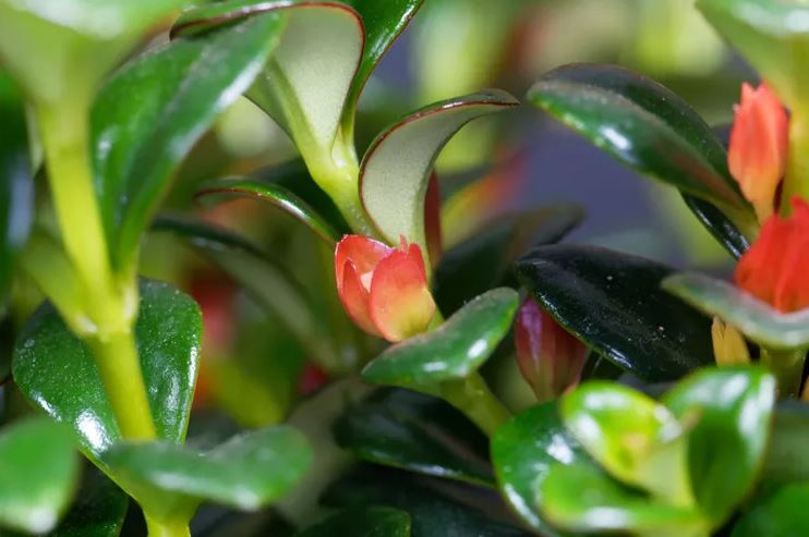 Nhiều người đặt 8 loại cây này trong phòng ngủ — và đó là sai lầm lớn- Ảnh 8.