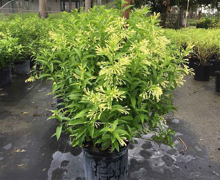 8 loại cây cảnh không phù hợp đặt ở phòng làm việc- Ảnh 1.