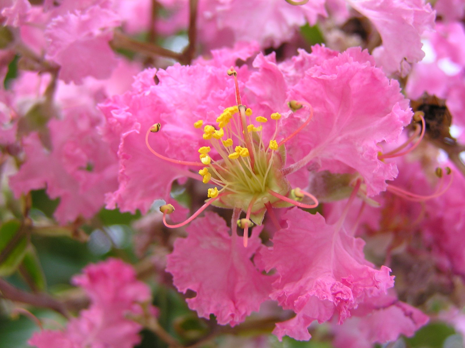 Loại cây mang tới phúc khí, thịnh vượng và bình an: Trồng một cây trong nhà có thuốc quý toàn năng- Ảnh 1.