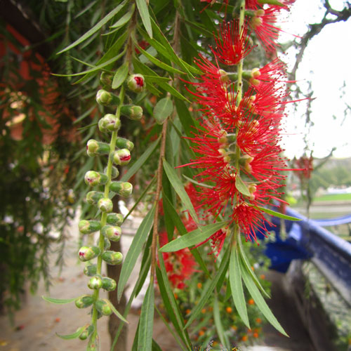 Đặt 3 loại cây lá mềm trước cửa là “mời xui vào nhà”, càng để lâu càng hao tài- Ảnh 1.