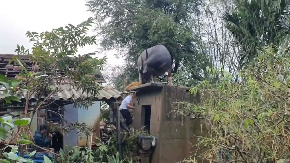 Hy hữu: Trâu “chờ” chủ trên mái nhà sau lũ- Ảnh 1.