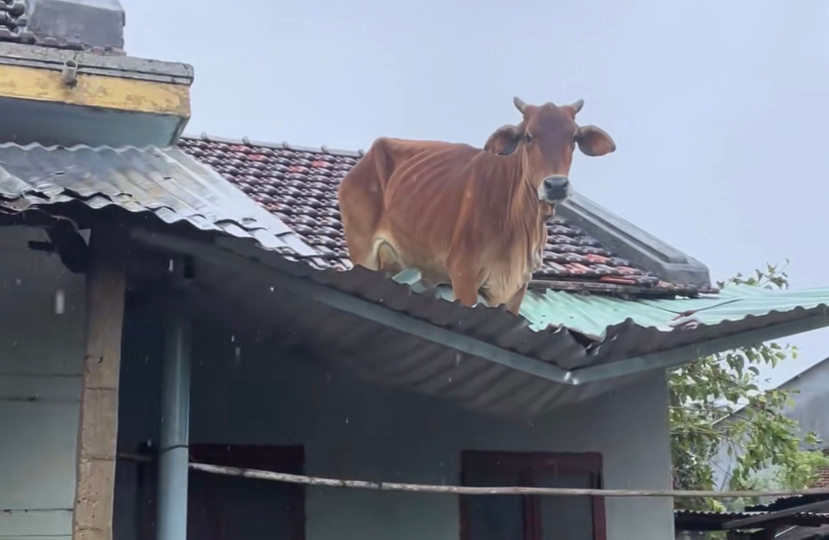 Hy hữu: Trâu “chờ” chủ trên mái nhà sau lũ- Ảnh 2.