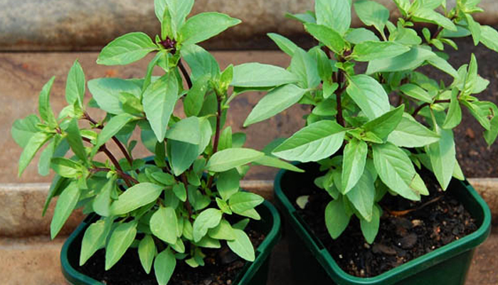 3 loại rau Việt Nam có sẵn, dễ trồng: Đuổi muỗi hiệu quả không ngờ tới- Ảnh 1.